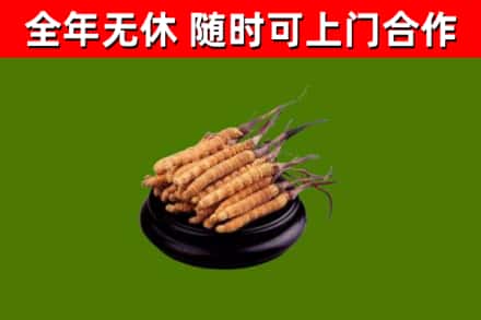 兴国县回收散虫草