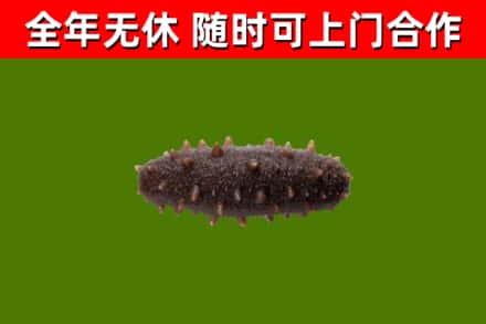 兴国县回收海参干